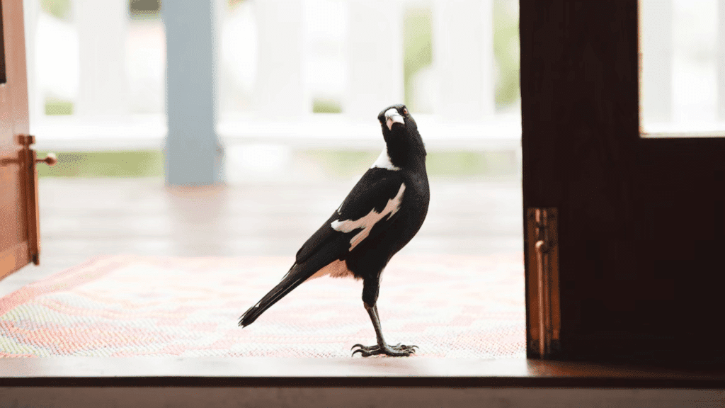 Home Buyer | Mike Mackenzie